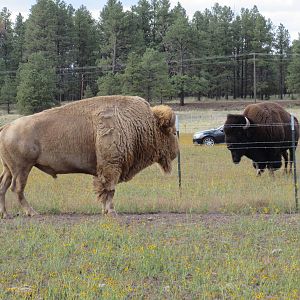 Drive-Through Section: Two Bison