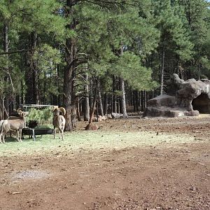 Drive-Through Section: Bighorn Sheep Exhibit