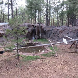 American Beaver Exhibit