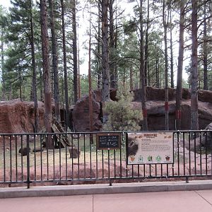 North American Porcupine Exhibit