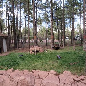 Swift Fox/Red Fox Exhibit