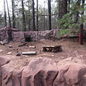 American Badger Exhibit