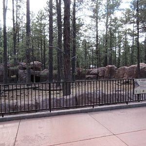 Javelina Exhibit