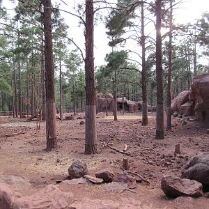 American Black Bear Exhibit