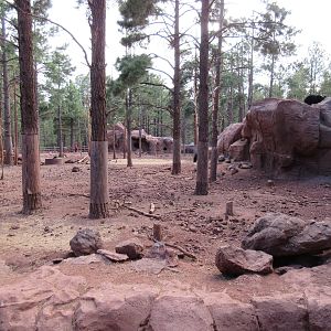 American Black Bear Exhibit - notice bear on rock in background