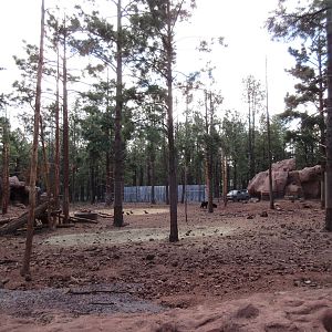 American Black Bear Exhibit