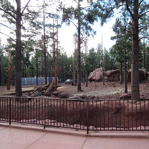 American Black Bear Exhibit