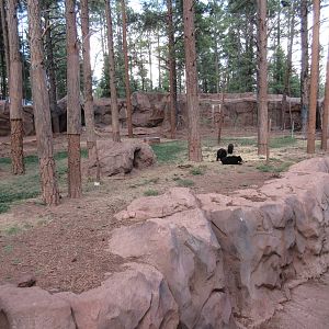 American Black Bear Exhibit - juveniles