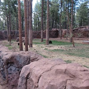 American Black Bear Exhibit - juveniles