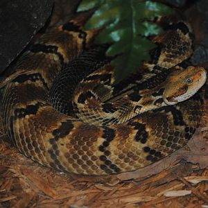 Timber Rattlesnake
