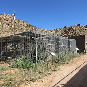 Assorted Bird Aviaries (7 Species)