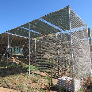 Assorted Bird Aviaries (7 Species)