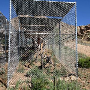 Turkey Vulture Exhibit