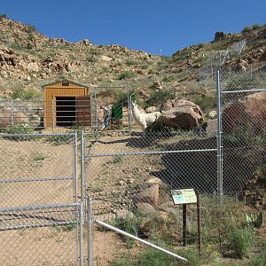 Llama Exhibit