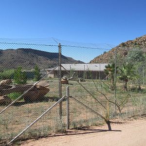 Black African Leopard Exhibit