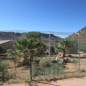 Bengal Tiger Exhibit