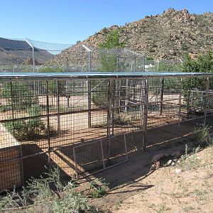 Bengal Tiger Exhibit - holding cage