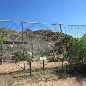 White Bengal Tiger Exhibit