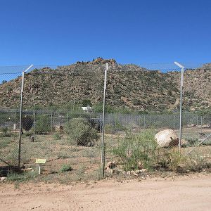 Bengal Tiger Exhibit