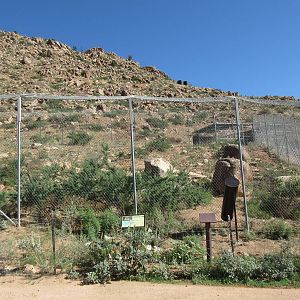 Bengal Tiger Exhibit