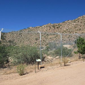 White Bengal Tiger Exhibit