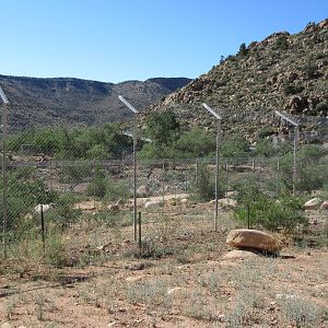Bengal Tiger Exhibit