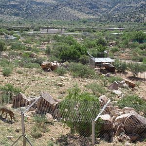 3.5 Acre Bengal Tiger Exhibit (home to 5 tigers)