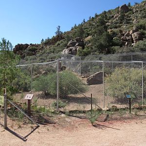 Coyote Exhibit