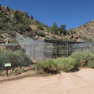 Coyote Exhibit + Bobcat Exhibit (with central holding cages)