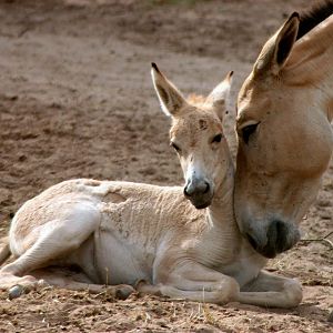 Onager foal; Chester; 8th August 2015
