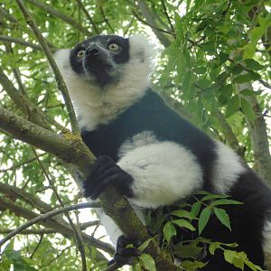 White Belted Ruffed Lemur