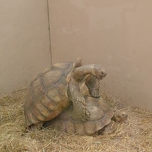 Mating tortoises