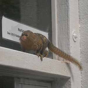 Free ranging pygmy marmoset