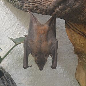 Free ranging Egyptian Fruitbat