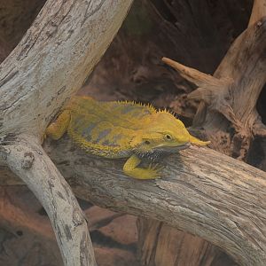 A yellow lizzard