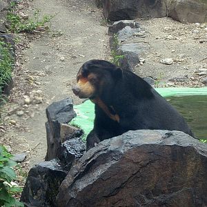 Sun Bear