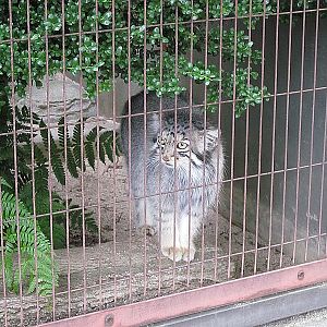 Manul Cat