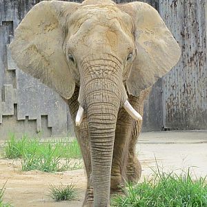African Elephant