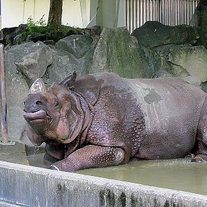 Rhino enjoying a sprinkle of water