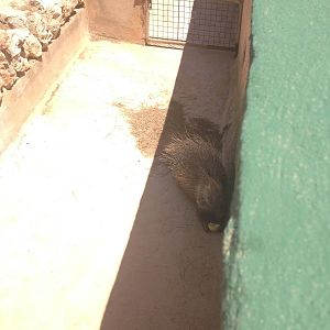 Porcupine eating a pear