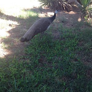 peafowl