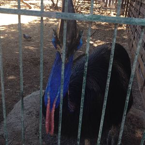 Southern Cassowary