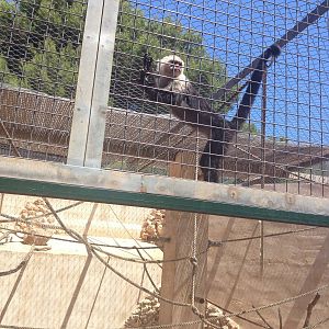 Capuchin Monkey