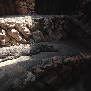 Dwarf Crocodile