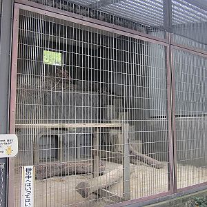 Snow leopard enclosure