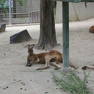 Red kangaroo walk through enclosure