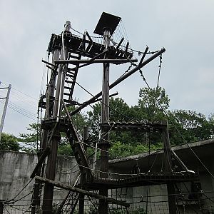 Chimpanzee tower