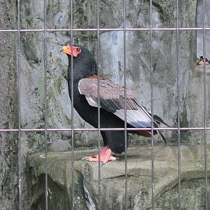 Bateleur