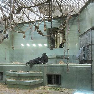 Gorilla house