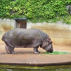 Hippopotamus